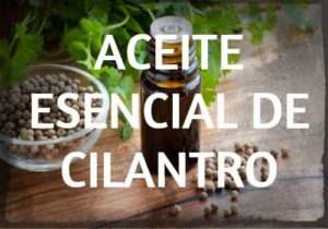 aceite esencial de cilantro