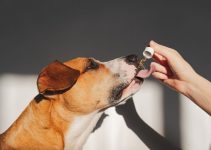 Aceites Esenciales y mascotas